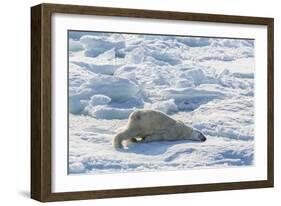 Adult Polar Bear (Ursus Maritimus) Cleaning Fur on Ice Floe-Michael-Framed Photographic Print