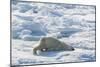 Adult Polar Bear (Ursus Maritimus) Cleaning Fur on Ice Floe-Michael-Mounted Photographic Print