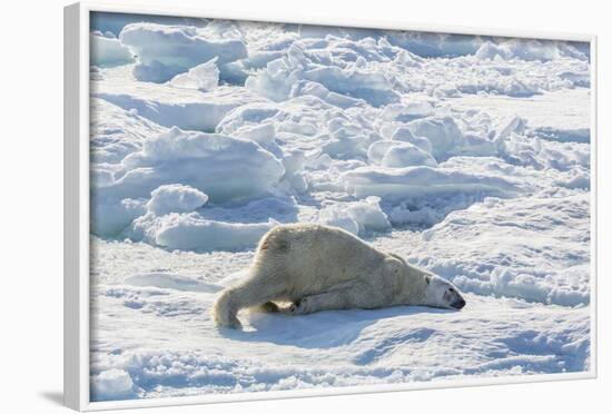 Adult Polar Bear (Ursus Maritimus) Cleaning Fur on Ice Floe-Michael-Framed Photographic Print