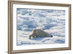 Adult Polar Bear (Ursus Maritimus) Cleaning Fur on Ice Floe-Michael-Framed Photographic Print