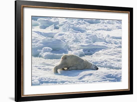 Adult Polar Bear (Ursus Maritimus) Cleaning Fur on Ice Floe-Michael-Framed Photographic Print