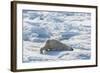Adult Polar Bear (Ursus Maritimus) Cleaning Fur on Ice Floe-Michael-Framed Photographic Print