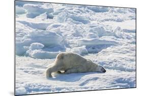 Adult Polar Bear (Ursus Maritimus) Cleaning Fur on Ice Floe-Michael-Mounted Photographic Print