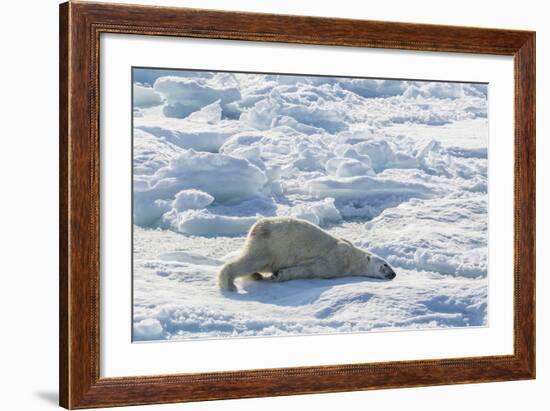 Adult Polar Bear (Ursus Maritimus) Cleaning Fur on Ice Floe-Michael-Framed Photographic Print