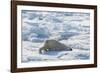 Adult Polar Bear (Ursus Maritimus) Cleaning Fur on Ice Floe-Michael-Framed Photographic Print