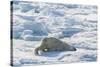 Adult Polar Bear (Ursus Maritimus) Cleaning Fur on Ice Floe-Michael-Stretched Canvas