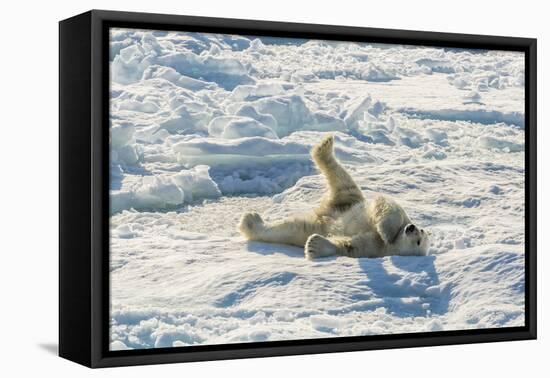 Adult Polar Bear (Ursus Maritimus) Cleaning Fur on Ice Floe-Michael-Framed Stretched Canvas