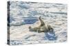 Adult Polar Bear (Ursus Maritimus) Cleaning Fur on Ice Floe-Michael-Stretched Canvas