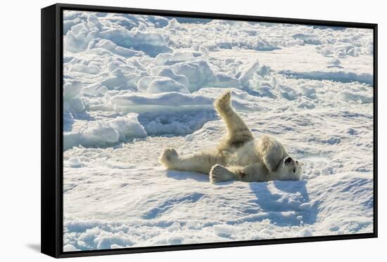 Adult Polar Bear (Ursus Maritimus) Cleaning Fur on Ice Floe-Michael-Framed Stretched Canvas