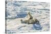Adult Polar Bear (Ursus Maritimus) Cleaning Fur on Ice Floe-Michael-Stretched Canvas