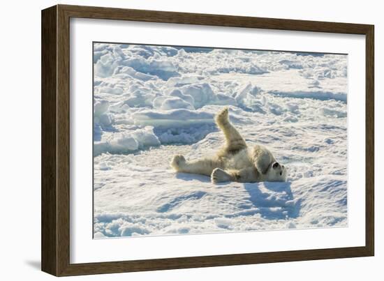 Adult Polar Bear (Ursus Maritimus) Cleaning Fur on Ice Floe-Michael-Framed Photographic Print