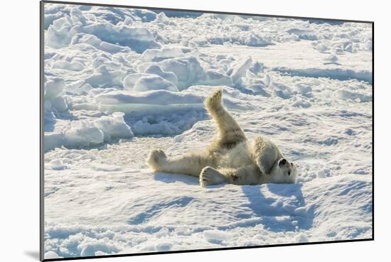 Adult Polar Bear (Ursus Maritimus) Cleaning Fur on Ice Floe-Michael-Mounted Photographic Print