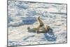 Adult Polar Bear (Ursus Maritimus) Cleaning Fur on Ice Floe-Michael-Mounted Photographic Print