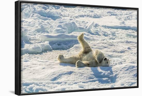 Adult Polar Bear (Ursus Maritimus) Cleaning Fur on Ice Floe-Michael-Framed Photographic Print