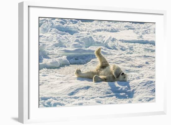 Adult Polar Bear (Ursus Maritimus) Cleaning Fur on Ice Floe-Michael-Framed Photographic Print