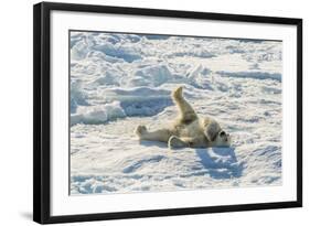 Adult Polar Bear (Ursus Maritimus) Cleaning Fur on Ice Floe-Michael-Framed Photographic Print