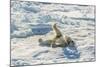 Adult Polar Bear (Ursus Maritimus) Cleaning Fur on Ice Floe-Michael-Mounted Photographic Print