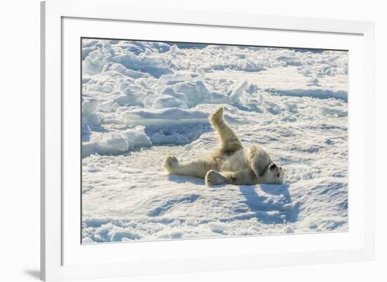 Adult Polar Bear (Ursus Maritimus) Cleaning Fur on Ice Floe-Michael-Framed Photographic Print