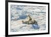 Adult Polar Bear (Ursus Maritimus) Cleaning Fur on Ice Floe-Michael-Framed Photographic Print