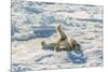 Adult Polar Bear (Ursus Maritimus) Cleaning Fur on Ice Floe-Michael-Mounted Photographic Print