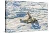 Adult Polar Bear (Ursus Maritimus) Cleaning Fur on Ice Floe-Michael-Stretched Canvas