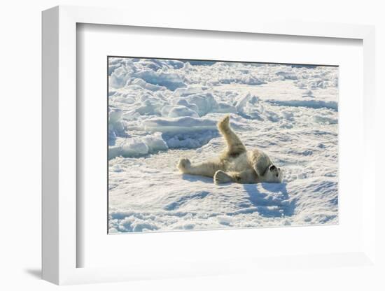 Adult Polar Bear (Ursus Maritimus) Cleaning Fur on Ice Floe-Michael-Framed Photographic Print