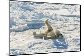 Adult Polar Bear (Ursus Maritimus) Cleaning Fur on Ice Floe-Michael-Mounted Photographic Print
