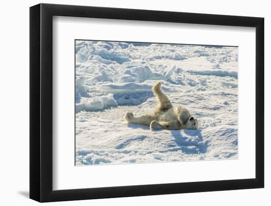 Adult Polar Bear (Ursus Maritimus) Cleaning Fur on Ice Floe-Michael-Framed Premium Photographic Print