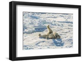 Adult Polar Bear (Ursus Maritimus) Cleaning Fur on Ice Floe-Michael-Framed Premium Photographic Print