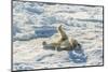 Adult Polar Bear (Ursus Maritimus) Cleaning Fur on Ice Floe-Michael-Mounted Premium Photographic Print