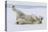 Adult polar bear (Ursus maritimus), cleaning its fur from a recent kill on ice-Michael Nolan-Stretched Canvas