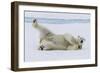 Adult polar bear (Ursus maritimus), cleaning its fur from a recent kill on ice-Michael Nolan-Framed Photographic Print