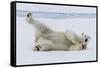 Adult polar bear (Ursus maritimus), cleaning its fur from a recent kill on ice-Michael Nolan-Framed Stretched Canvas