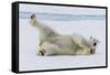 Adult polar bear (Ursus maritimus), cleaning its fur from a recent kill on ice-Michael Nolan-Framed Stretched Canvas