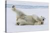 Adult polar bear (Ursus maritimus), cleaning its fur from a recent kill on ice-Michael Nolan-Stretched Canvas