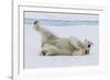 Adult polar bear (Ursus maritimus), cleaning its fur from a recent kill on ice-Michael Nolan-Framed Photographic Print