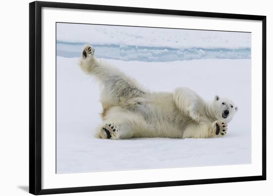 Adult polar bear (Ursus maritimus), cleaning its fur from a recent kill on ice-Michael Nolan-Framed Photographic Print