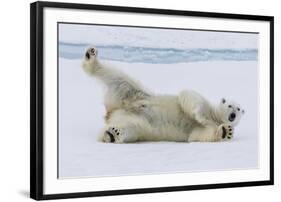 Adult polar bear (Ursus maritimus), cleaning its fur from a recent kill on ice-Michael Nolan-Framed Photographic Print