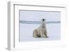 Adult polar bear (Ursus maritimus) cleaning its fur from a recent kill on ice-Michael Nolan-Framed Photographic Print