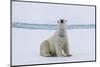 Adult polar bear (Ursus maritimus) cleaning its fur from a recent kill on ice-Michael Nolan-Mounted Photographic Print