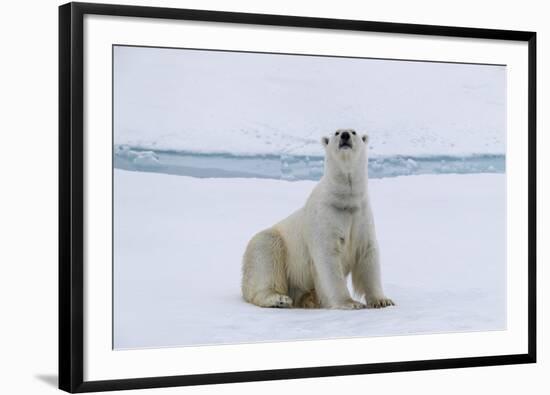 Adult polar bear (Ursus maritimus) cleaning its fur from a recent kill on ice-Michael Nolan-Framed Photographic Print