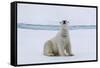 Adult polar bear (Ursus maritimus) cleaning its fur from a recent kill on ice-Michael Nolan-Framed Stretched Canvas