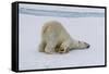 Adult polar bear (Ursus maritimus) cleaning its fur from a recent kill on ice-Michael Nolan-Framed Stretched Canvas