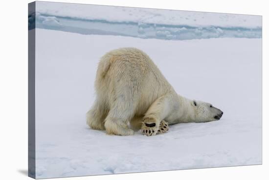Adult polar bear (Ursus maritimus) cleaning its fur from a recent kill on ice-Michael Nolan-Stretched Canvas