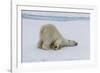 Adult polar bear (Ursus maritimus) cleaning its fur from a recent kill on ice-Michael Nolan-Framed Photographic Print