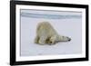 Adult polar bear (Ursus maritimus) cleaning its fur from a recent kill on ice-Michael Nolan-Framed Photographic Print