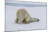 Adult polar bear (Ursus maritimus) cleaning its fur from a recent kill on ice-Michael Nolan-Mounted Photographic Print