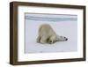 Adult polar bear (Ursus maritimus) cleaning its fur from a recent kill on ice-Michael Nolan-Framed Photographic Print