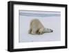 Adult polar bear (Ursus maritimus) cleaning its fur from a recent kill on ice-Michael Nolan-Framed Photographic Print