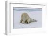 Adult polar bear (Ursus maritimus) cleaning its fur from a recent kill on ice-Michael Nolan-Framed Photographic Print